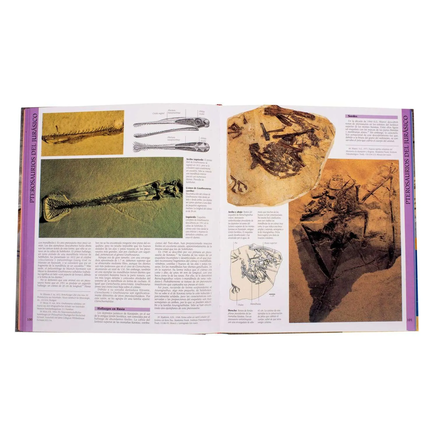 Atlas Ilustrado de los Dinosaurios Voladores Pterosaurios - Imagen 4