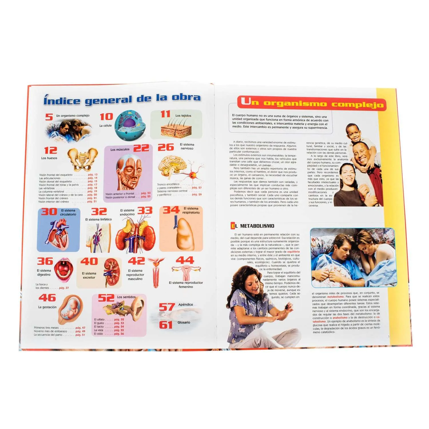 Atlas Visual del Cuerpo Humano - Imagen 4