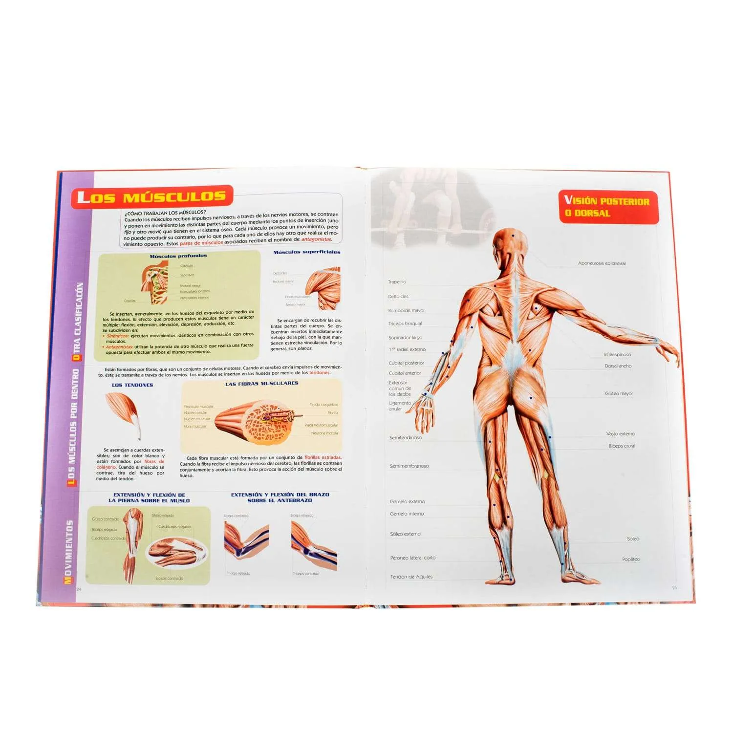 Atlas Visual del Cuerpo Humano - Imagen 2