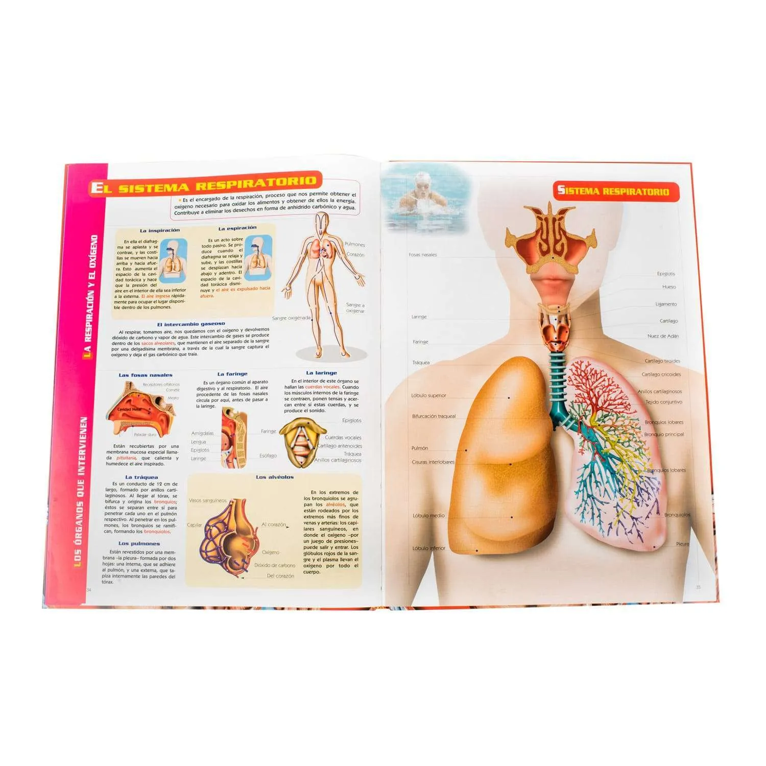 Atlas Visual del Cuerpo Humano - Imagen 3