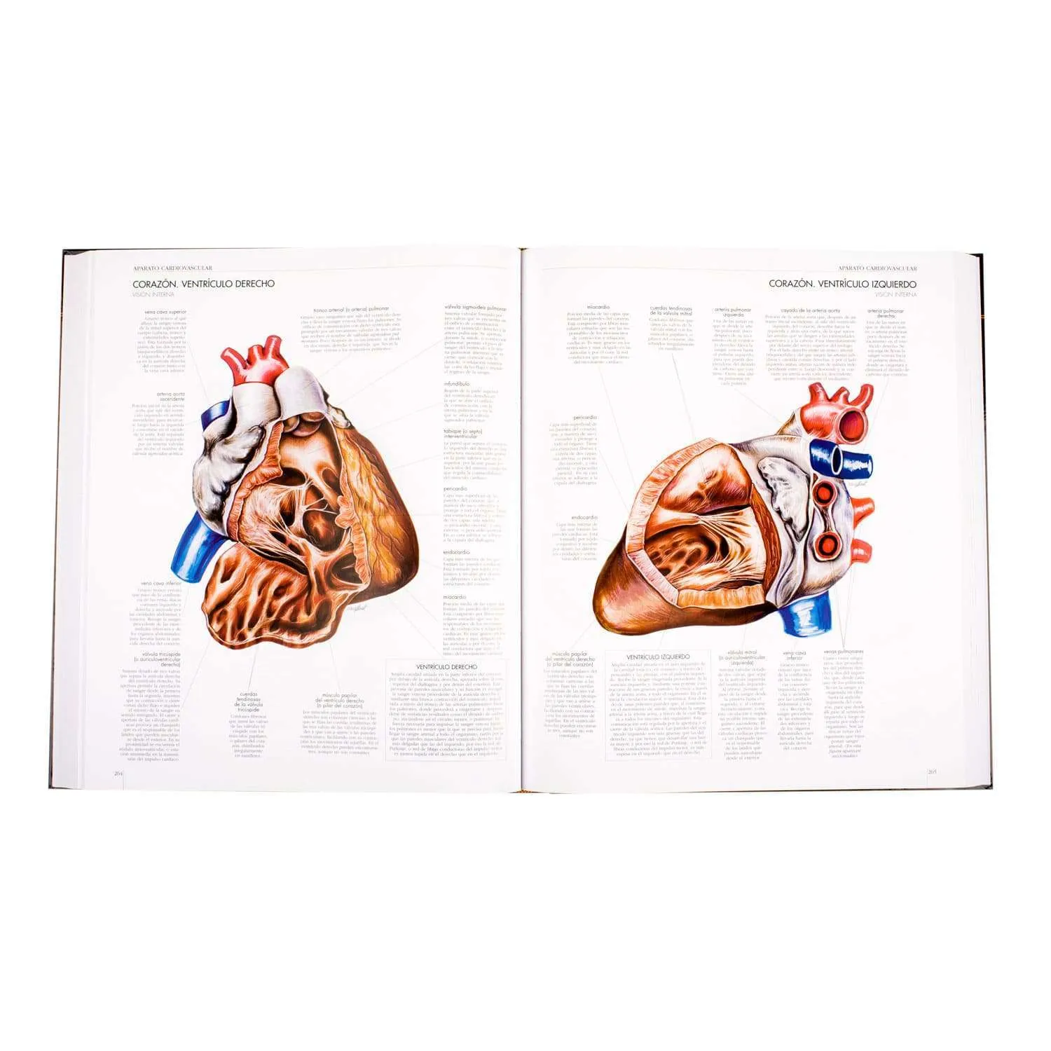 Atlas del Cuerpo Humano - Imagen 3