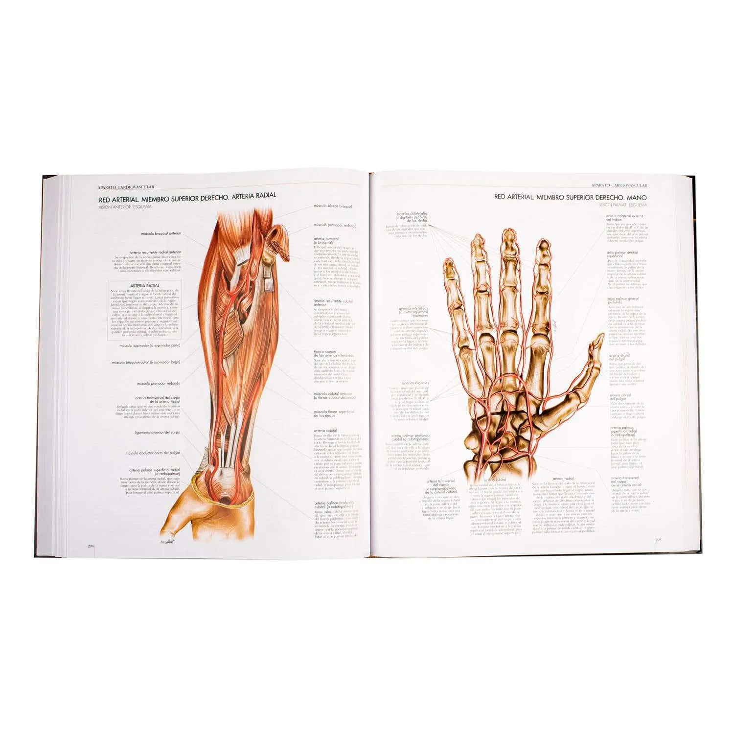 Atlas del Cuerpo Humano - Imagen 4