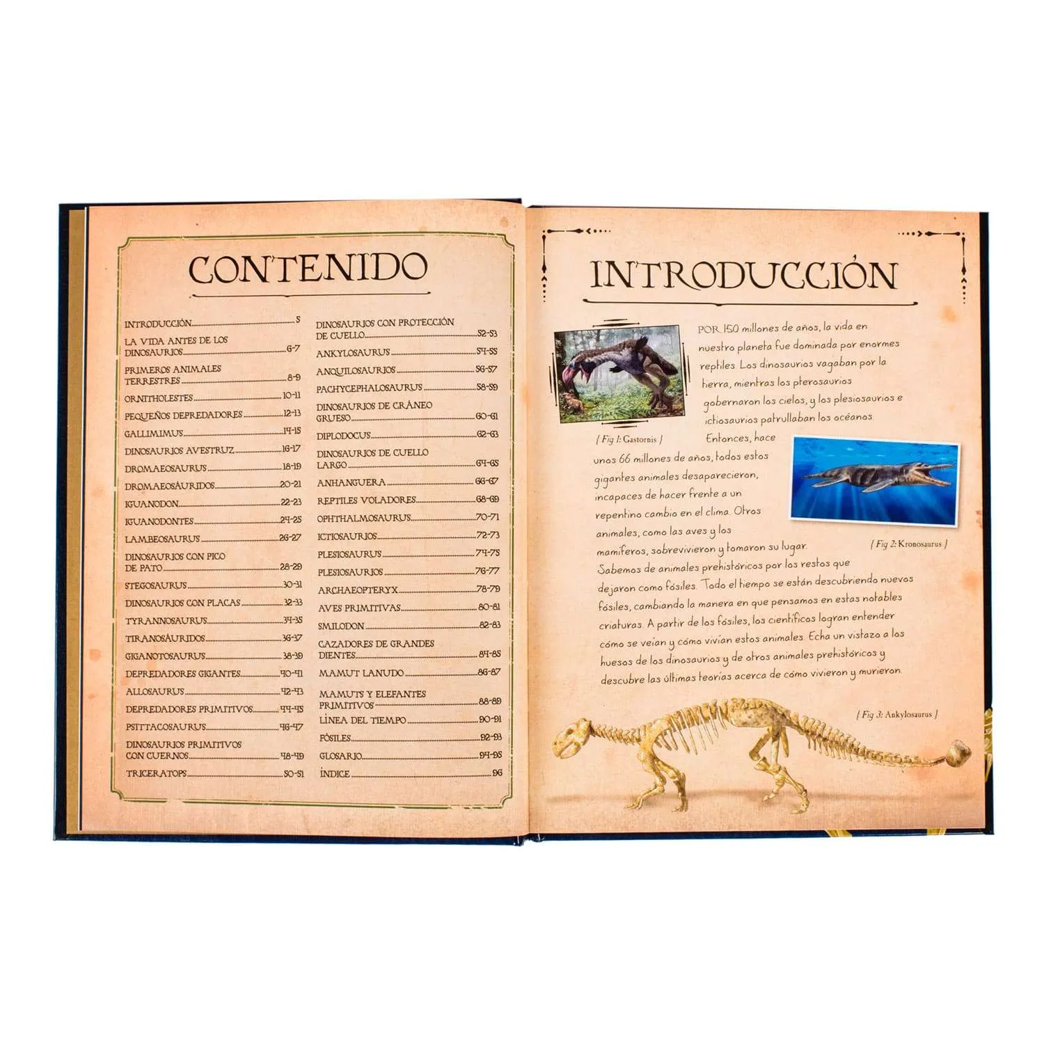 Colección de Huesos de Dinosaurios - Imagen 4