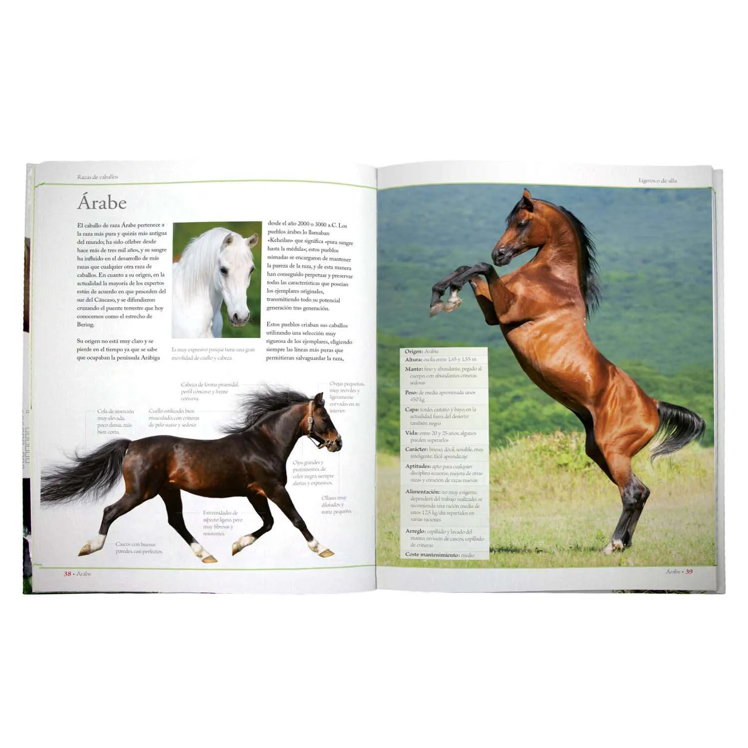 Enciclopedia de las Razas de los Caballos - Imagen 2
