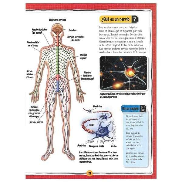 El Fascinante Cuerpo Humano - Imagen 4