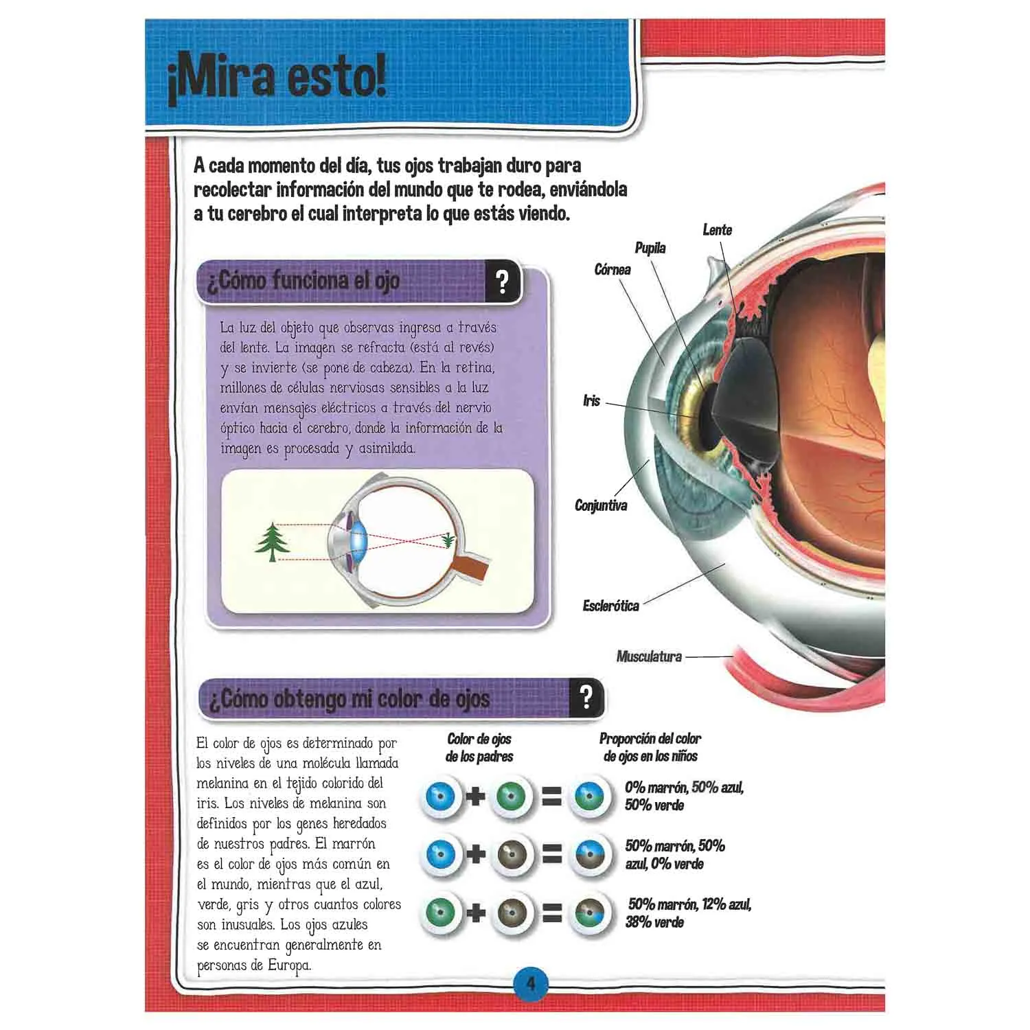 El Fascinante Cuerpo Humano - Imagen 2