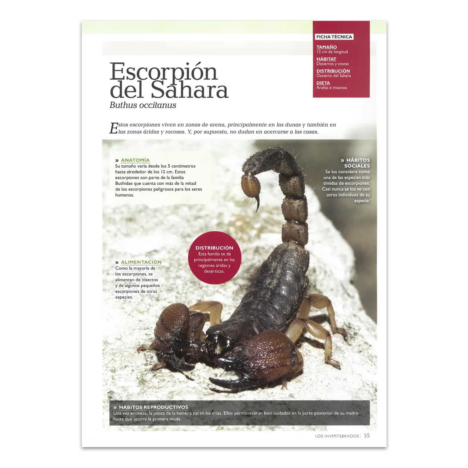 Mundo Animal, Secreto y Maravilloso + CD - Imagen 2