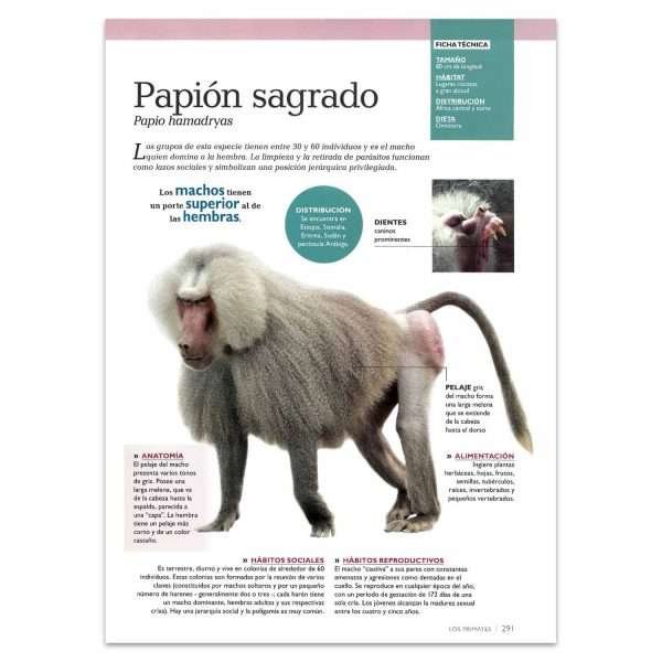 Mundo Animal, Mamíferos Sorprendentes + CD - Imagen 4
