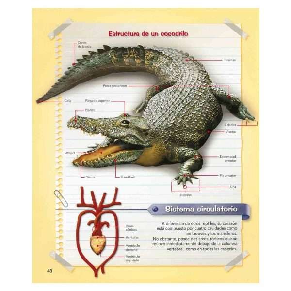 Practikits Mundo Animal - Imagen 2