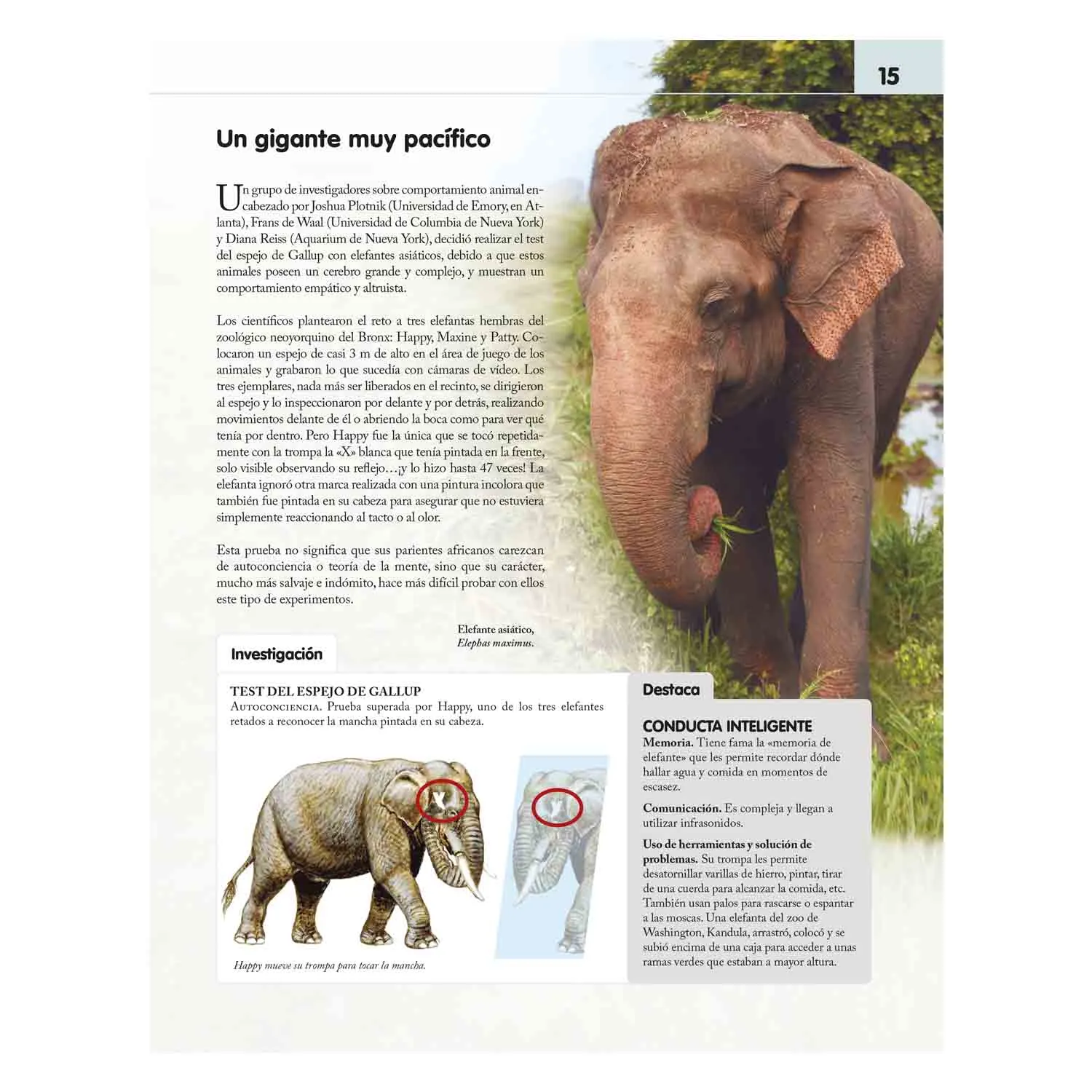 Reino Animal Inteligente - Imagen 3