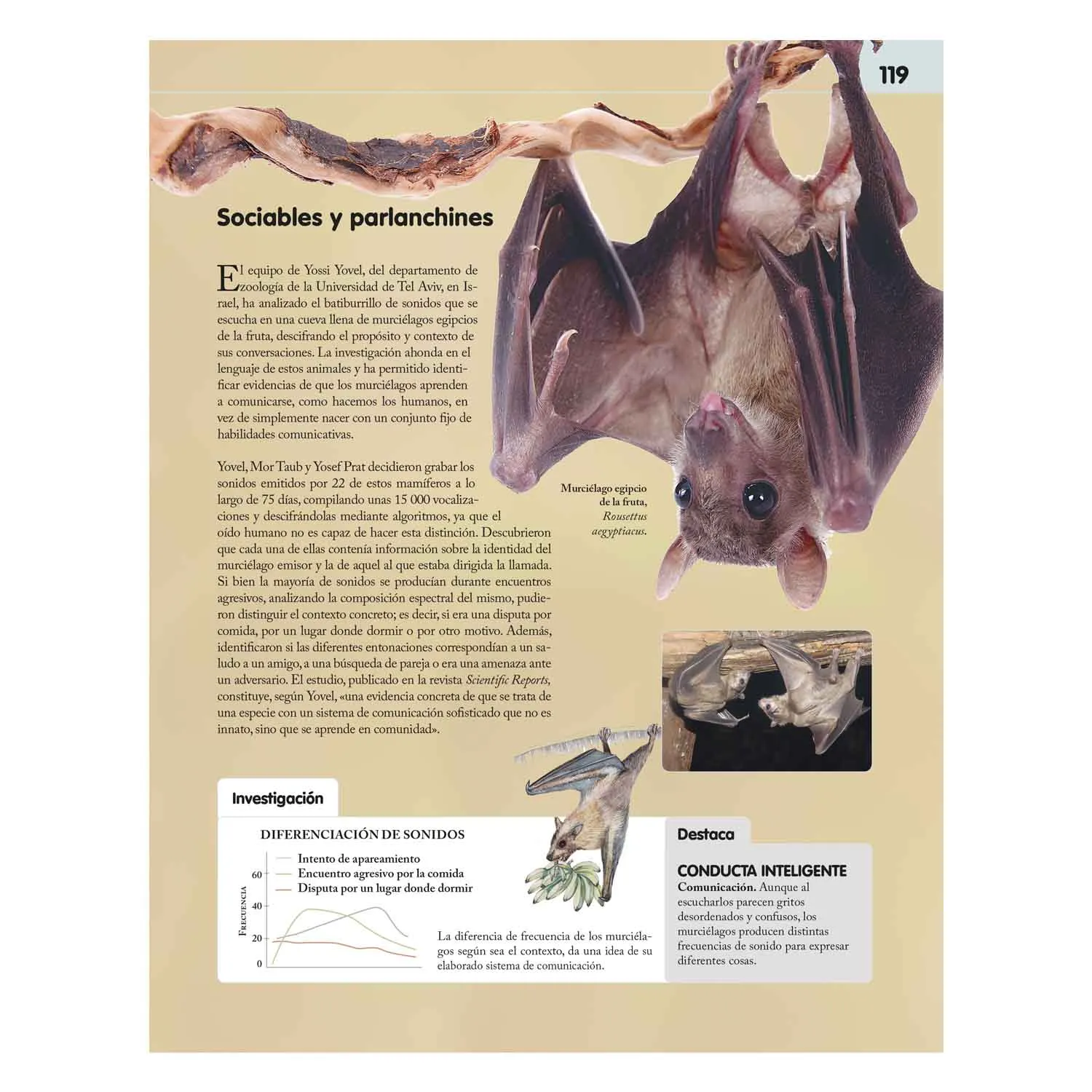 Reino Animal Inteligente - Imagen 4