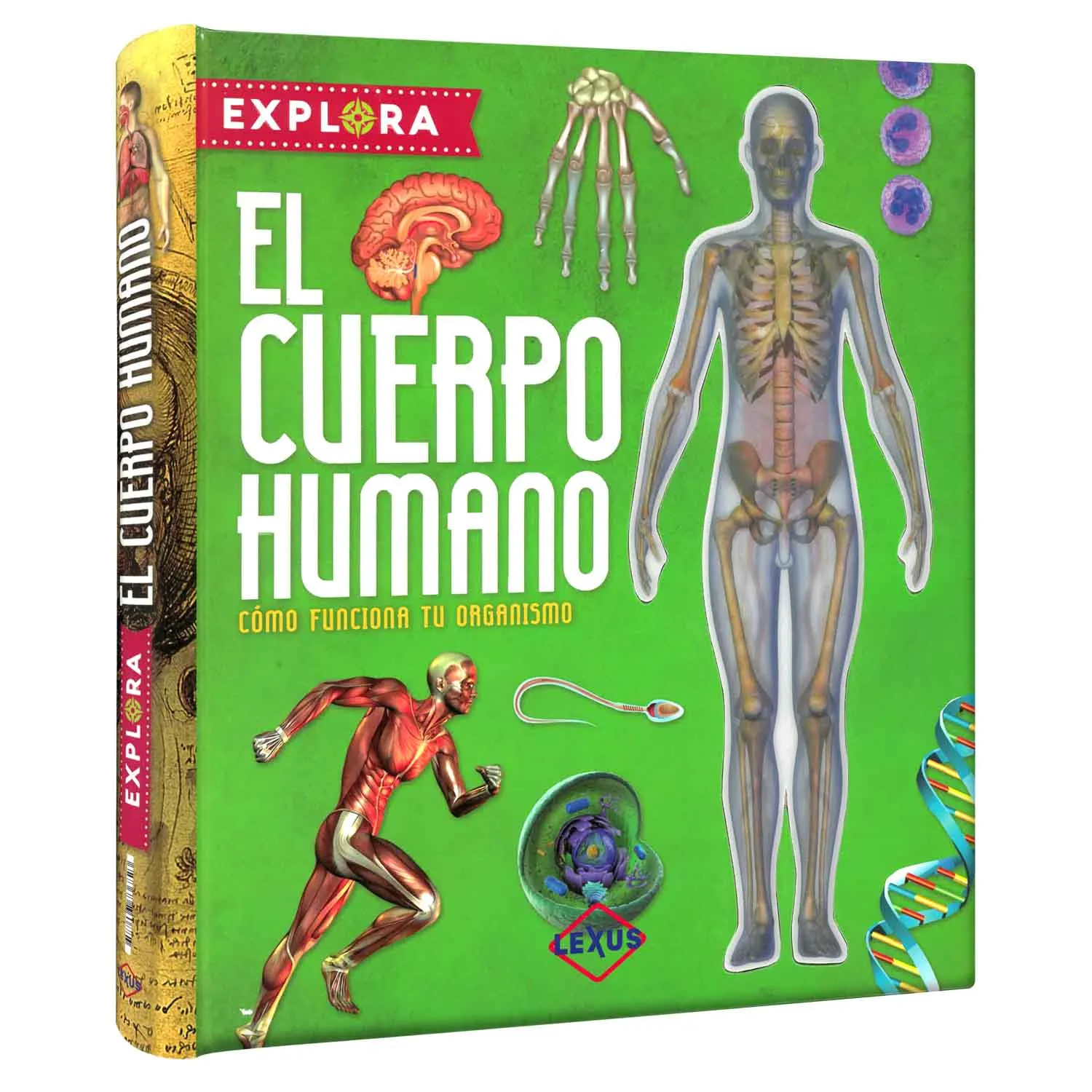 El Cuerpo Humano