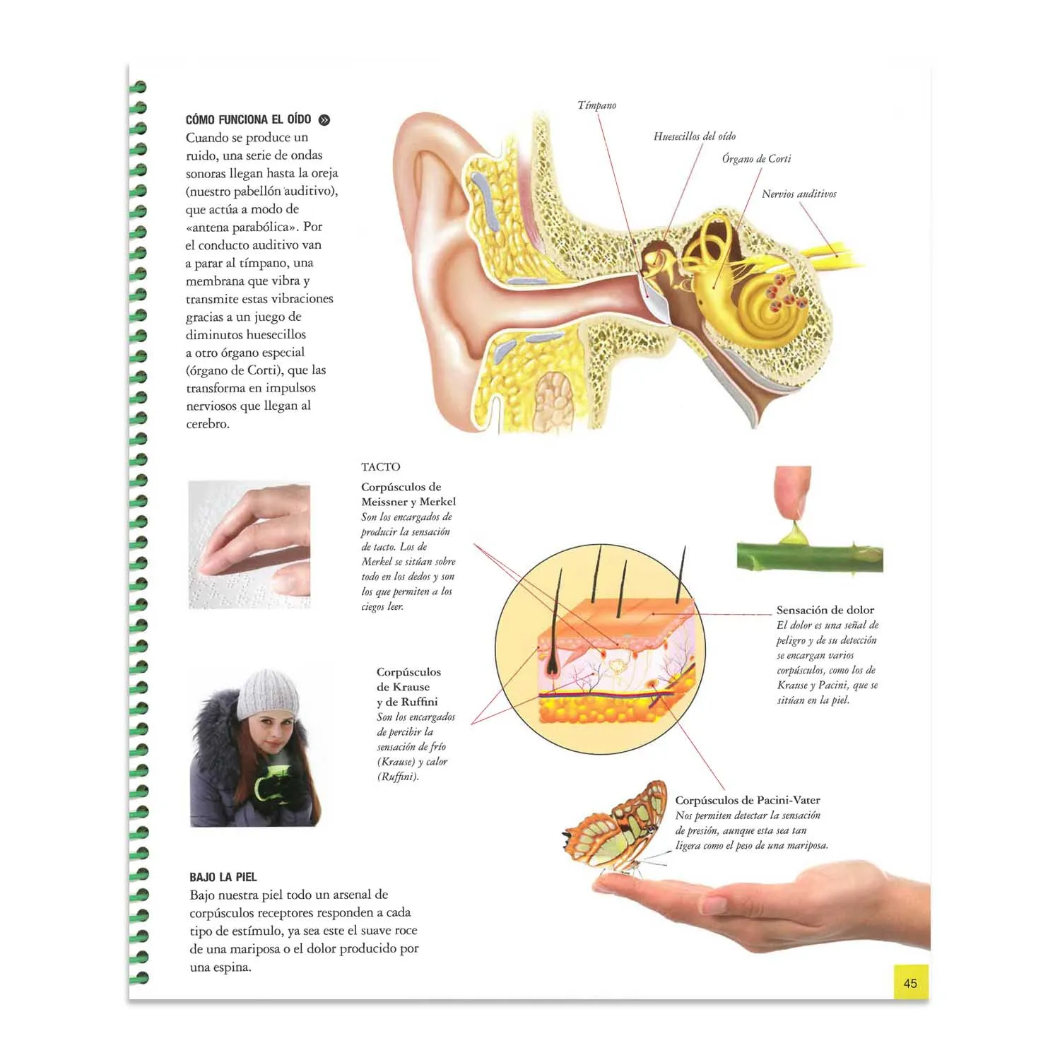 El Cuerpo Humano - Imagen 4