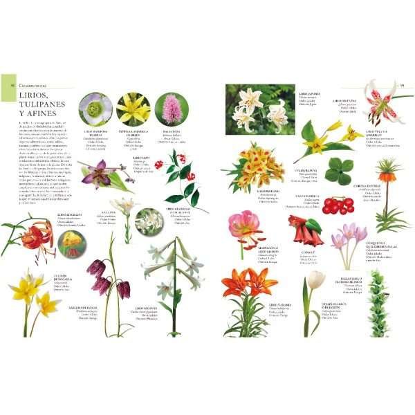 Enciclopedia Ilustrada del Reino Vegetal - Imagen 2