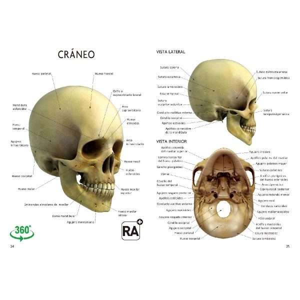El Gran Libro del Cuerpo Humano - Imagen 2