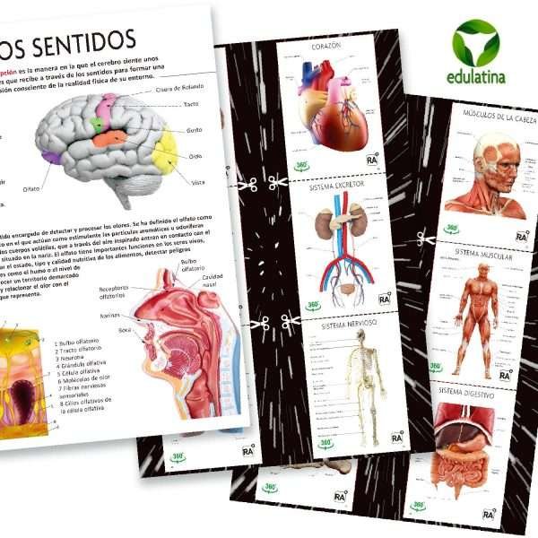 El Gran Libro del Cuerpo Humano - Imagen 4