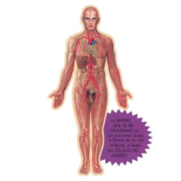 El Cuerpo Humano - Imagen 3