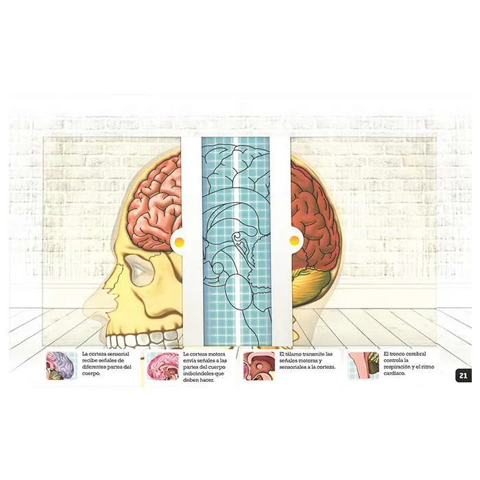 Cuerpo Humano con rayos X - Imagen 2