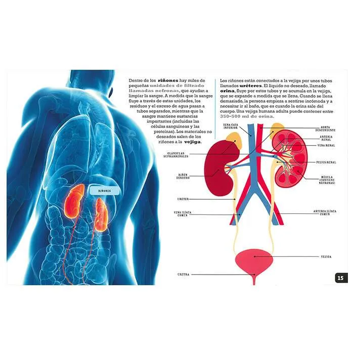 Cuerpo Humano con rayos X - Imagen 3